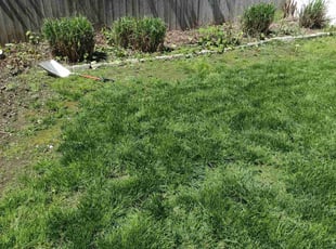 Bush Trimming by Matthew Spinelli for jane c. in Milford, CT