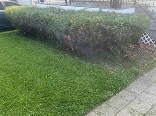 Bush Trimming by Keionna Robinson for Turkessa A. in St. Louis, MO