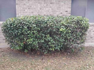 Bush Trimming by Alba Chacon Galdamez for Kia M. in Pflugerville, TX