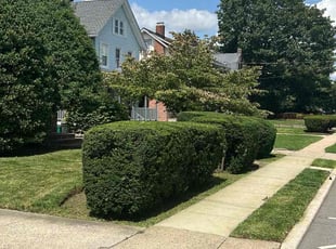 Bush Trimming by Maria Machado for Tia p. in Lynbrook, NY