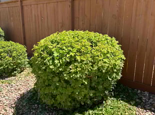 Bush Trimming by Justin Hands for Tomas M. in Aurora, CO