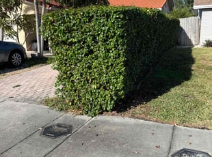 Bush Trimming by Jace Major for Mark K. in Pompano Beach, FL