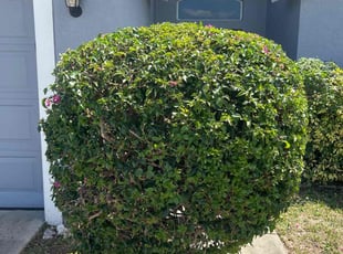 Bush Trimming by Ramon Taguja for Leniecia A. in Brandon, FL