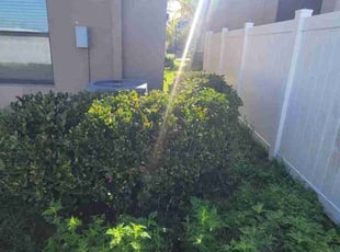 Bush Trimming by Sebastian Damaso for Justin H. in Ruskin, FL