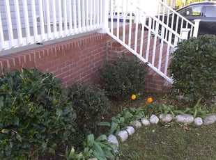 Bush Trimming by Christopher Lawrence for Alexus C. in Portsmouth, VA