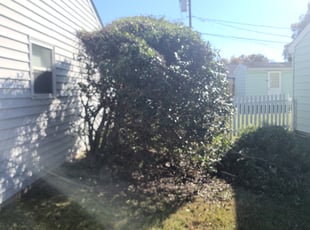 Bush Trimming by Ashton Muslimani for Kristy T. in Virginia Beach, VA