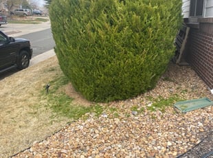 Bush Trimming by Daubrawn Elmore for Kha N. in Aurora, CO