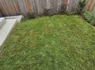 Annisia W.'s Lawn Care service result