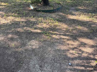 Leaf Removal by Stanislav Domashenko for Shelly P. in Fort Worth, TX