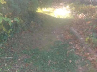Weeding by Edward Wilder for Kimberly B. in Washington, DC