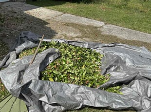 Bush Trimming by Gregory Young for James R. in West Columbia, SC