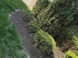 Bush Trimming by Eduardo Guzman for Bob M. in Ashburn, VA