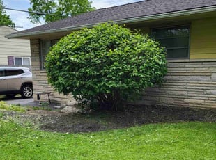 Bush Trimming by Josh Papworth for B D. in Columbus, OH