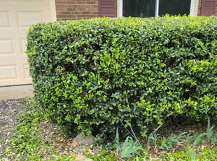 Landscaping by Clyde Scotton for John H. in Chapel Hill, NC