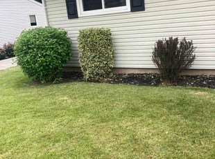 Meredith O.'s Yard Cutting service result