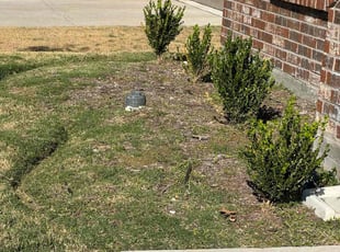 Weeding by Anabel Hernandez for Josh G. in Frisco, TX