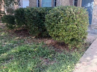 Bush Trimming by Joshua Rich for Joanna O. in New Braunfels, TX