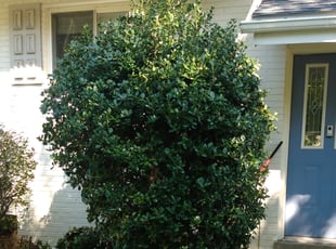 Bush Trimming by Tyrone Wilkins for NICOLE D. in Bethesda, MD