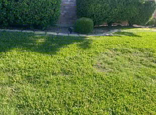 Weeding by JosΓ© Peraza for Charity S. in Frisco, TX