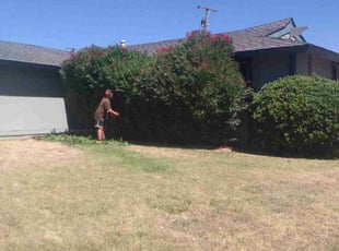 Bush Trimming by AJ Jackson for Sean M. in Rancho Cordova, CA