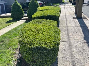 Bush Trimming by Daniel Torres for Nikki K. in Pottstown, PA