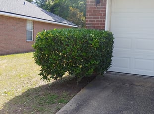 Bush Trimming by Brandon Madden for Regina B. in Jacksonville, FL
