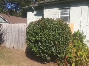 Bush Trimming by Karlie Young for Lisa S. in Oklahoma City, OK