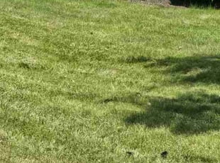 Issam B.'s Lawn Mowing Service service result
