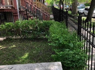 Bush Trimming by Ishamal Bailey for Marshall H. in Chicago, IL