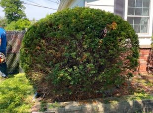Bush Trimming by Patrick Toothman for Logan . in Streetsboro, OH