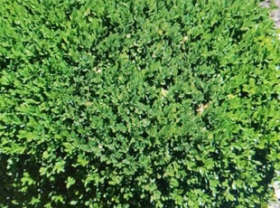 Bush Trimming by Jamel Evans for Corey M. in Glen Allen, VA