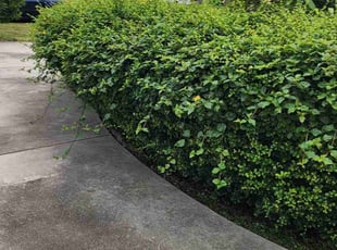 Bush Trimming by Octavios Fagan for Chris C. in Miami, FL