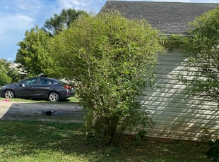 Deanna N.'s Bush Trimming service result