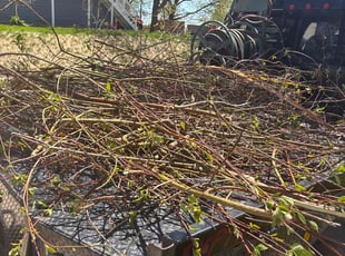 Bush Trimming by Anthony Rieck for Colleen S. in Brookfield, WI