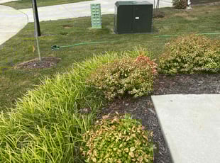 Bush Trimming by Mario Giallombardo for Pamela H. in Stonehouse, VA