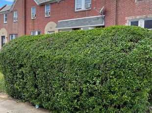 Bush Trimming by Darren Burch for Carolyn D. in Philadelphia, PA