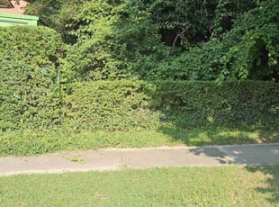 Bush Trimming by Nathaniel Howard for Susie B. in Richmond, VA