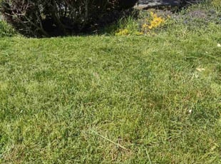 Don W.'s Yard Cutting service result