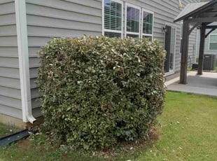 Bush Trimming by Lee Rickett for Kwame M. in Charlotte, NC