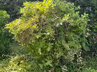 Bush Trimming by Caree Keith for Richard V. in Washington, DC