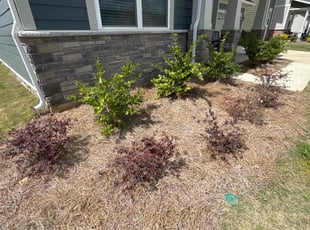 Weeding by Vitaliy B for Haleh L. in Monroe, NC