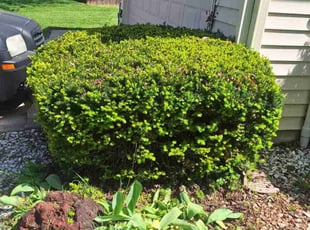 Bush Trimming by Dominique Jackson for Jacqueline M. in Indianapolis, IN