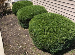 Bush Trimming by Donald Prentiss for Hari D. in Blacklick, OH
