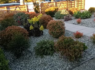 Bush Trimming by Jose Martinez for Sabrina S. in Los Angeles, CA