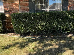 Bush Trimming by Logan Holzmeier for Jim C. in Cleburne, TX