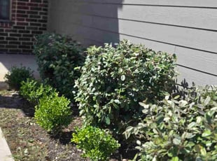 Jonas W.'s Bush Trimming service result