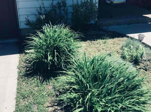 Weeding by jeremy wilkinson for Barry Z. in Kansas City, MO