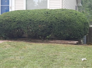 Bush Trimming by Brian Most for Michelle F. in Olathe, KS