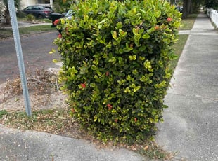 Bush Trimming by Roberto Hernandez for Jessica B. in St. Petersburg, FL