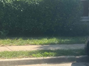 Caryn D.'s Bush Trimming service result